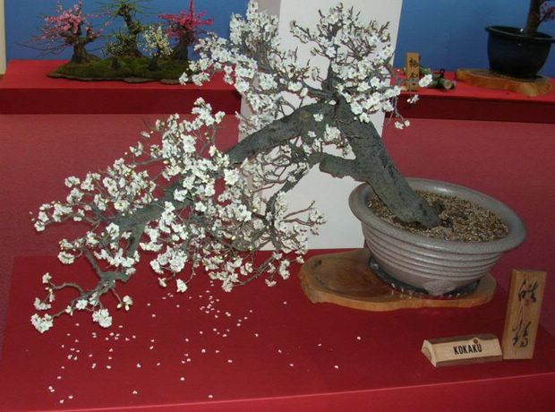 Nghệ Thuật Bonsai Nhật Bản: Sắc Xuân – Tuyệt Đẹp Sx29