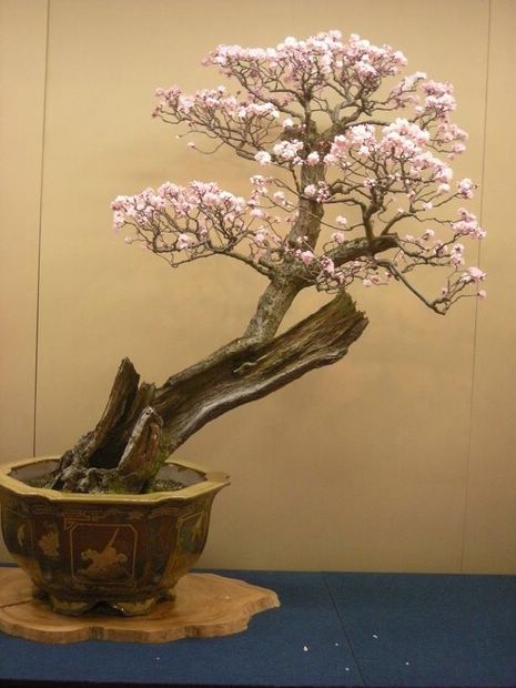 Nghệ Thuật Bonsai Nhật Bản: Sắc Xuân – Tuyệt Đẹp Sx3