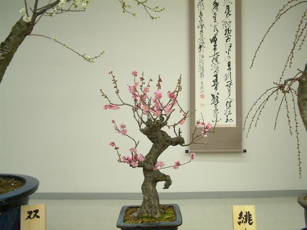 Nghệ Thuật Bonsai Nhật Bản: Sắc Xuân – Tuyệt Đẹp Sx30