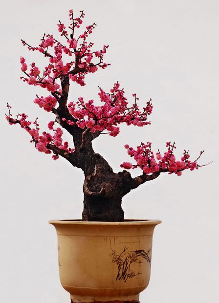Nghệ Thuật Bonsai Nhật Bản: Sắc Xuân – Tuyệt Đẹp Sx31