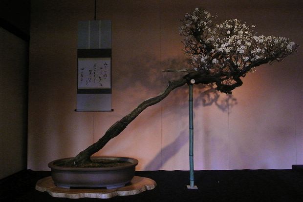 Nghệ Thuật Bonsai Nhật Bản: Sắc Xuân – Tuyệt Đẹp Sx33