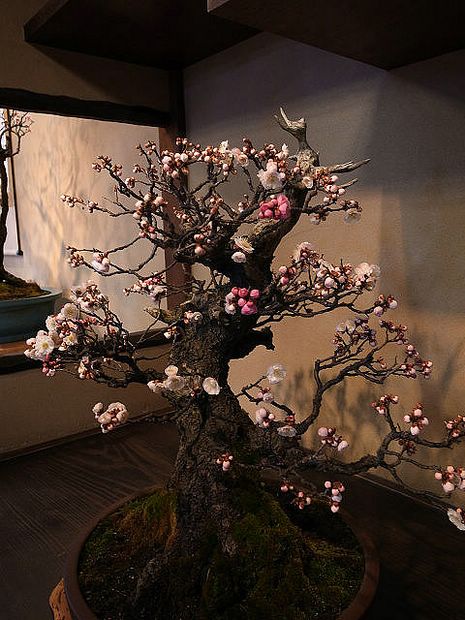 Nghệ Thuật Bonsai Nhật Bản: Sắc Xuân – Tuyệt Đẹp Sx34