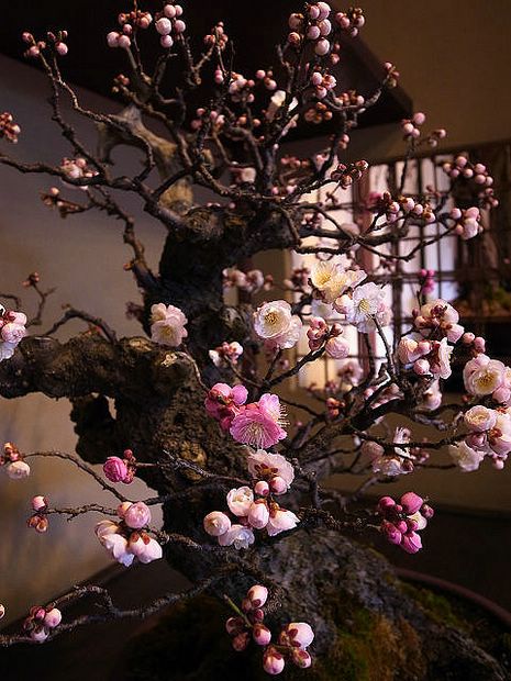 Nghệ Thuật Bonsai Nhật Bản: Sắc Xuân – Tuyệt Đẹp Sx36