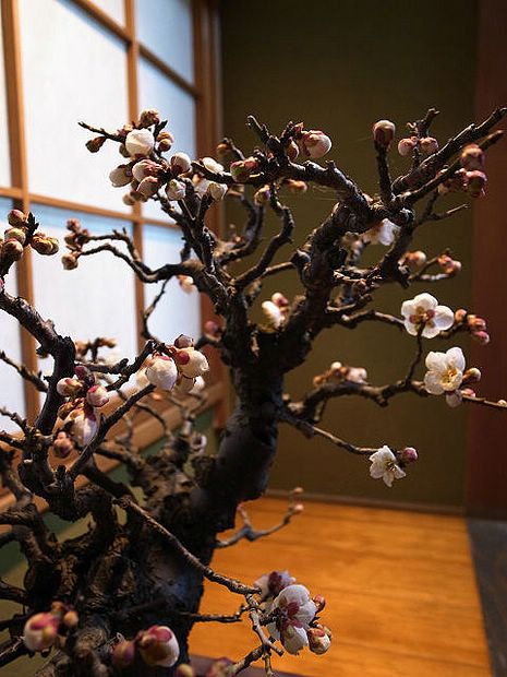Nghệ Thuật Bonsai Nhật Bản: Sắc Xuân – Tuyệt Đẹp Sx37