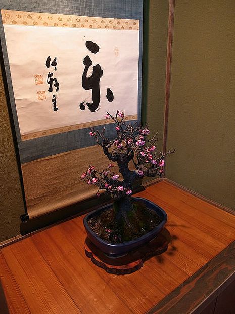 Nghệ Thuật Bonsai Nhật Bản: Sắc Xuân – Tuyệt Đẹp Sx38