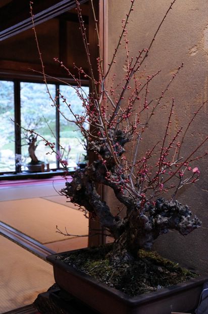 Nghệ Thuật Bonsai Nhật Bản: Sắc Xuân – Tuyệt Đẹp Sx40