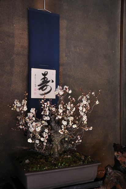 Nghệ Thuật Bonsai Nhật Bản: Sắc Xuân – Tuyệt Đẹp Sx41