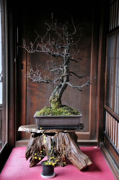Nghệ Thuật Bonsai Nhật Bản: Sắc Xuân – Tuyệt Đẹp Sx42