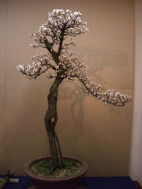 Nghệ Thuật Bonsai Nhật Bản: Sắc Xuân – Tuyệt Đẹp Sx43