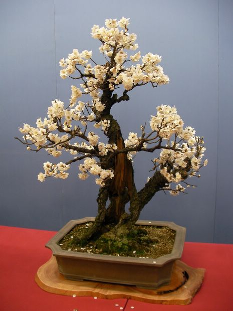 Nghệ Thuật Bonsai Nhật Bản: Sắc Xuân – Tuyệt Đẹp Sx44