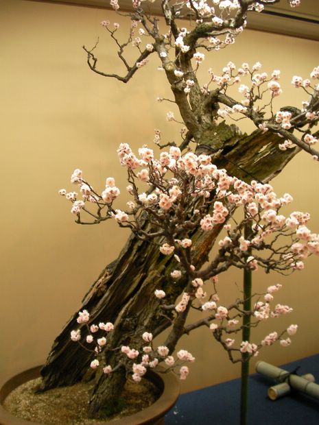 Nghệ Thuật Bonsai Nhật Bản: Sắc Xuân – Tuyệt Đẹp Sx45