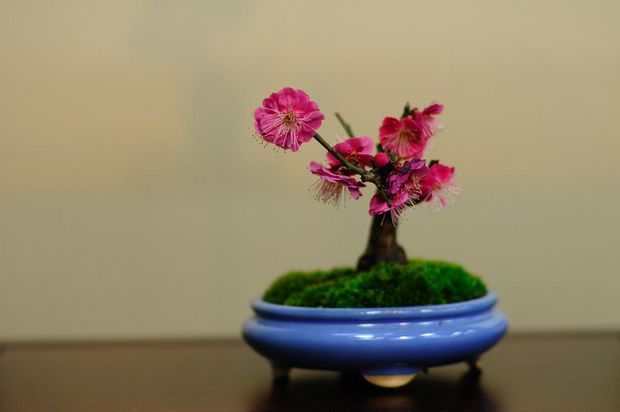 Nghệ Thuật Bonsai Nhật Bản: Sắc Xuân – Tuyệt Đẹp Sx48