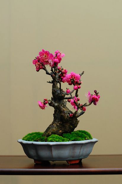 Nghệ Thuật Bonsai Nhật Bản: Sắc Xuân – Tuyệt Đẹp Sx49