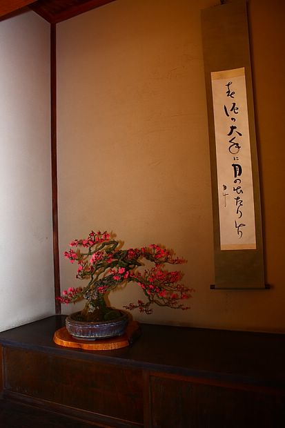 Nghệ Thuật Bonsai Nhật Bản: Sắc Xuân – Tuyệt Đẹp Sx5
