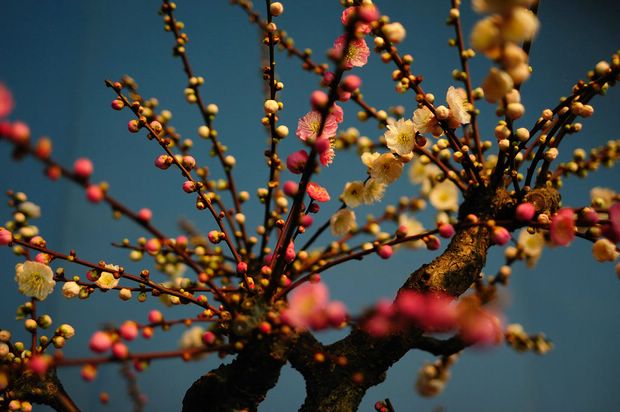 Nghệ Thuật Bonsai Nhật Bản: Sắc Xuân – Tuyệt Đẹp Sx50