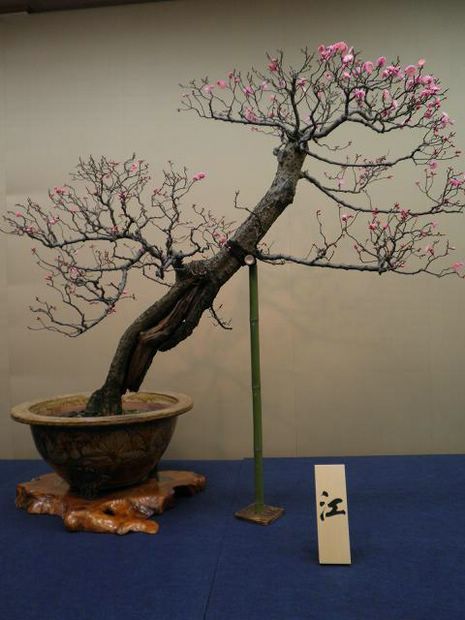 Nghệ Thuật Bonsai Nhật Bản: Sắc Xuân – Tuyệt Đẹp Sx52