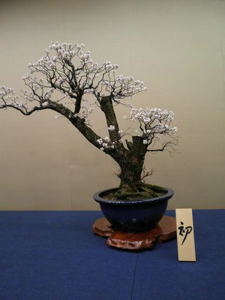 Nghệ Thuật Bonsai Nhật Bản: Sắc Xuân – Tuyệt Đẹp Sx53