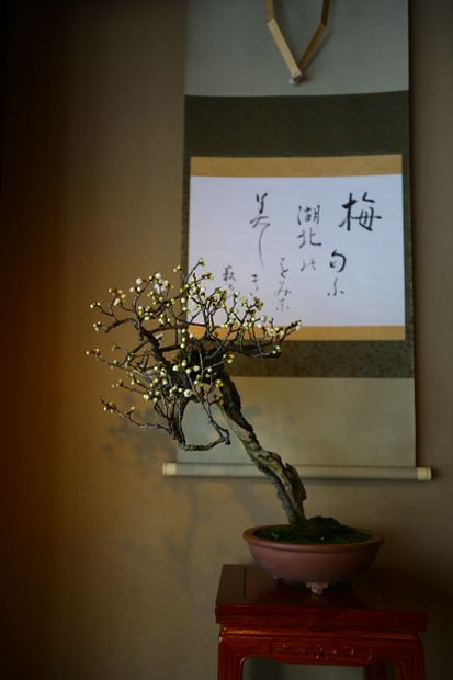 Nghệ Thuật Bonsai Nhật Bản: Sắc Xuân – Tuyệt Đẹp Sx54