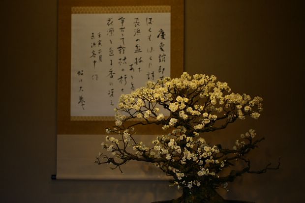 Nghệ Thuật Bonsai Nhật Bản: Sắc Xuân – Tuyệt Đẹp Sx56