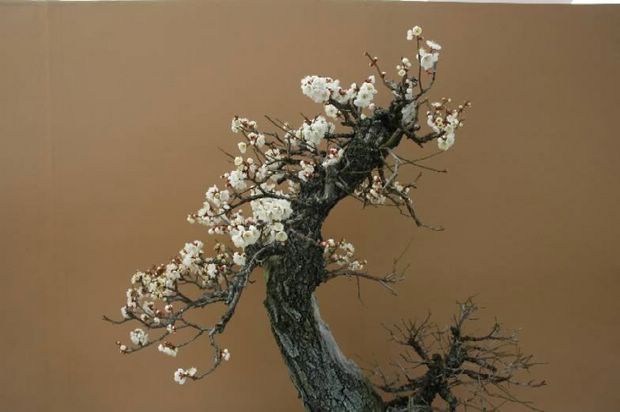 Nghệ Thuật Bonsai Nhật Bản: Sắc Xuân – Tuyệt Đẹp Sx57