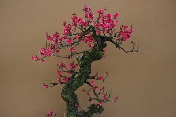 Nghệ Thuật Bonsai Nhật Bản: Sắc Xuân – Tuyệt Đẹp Sx58