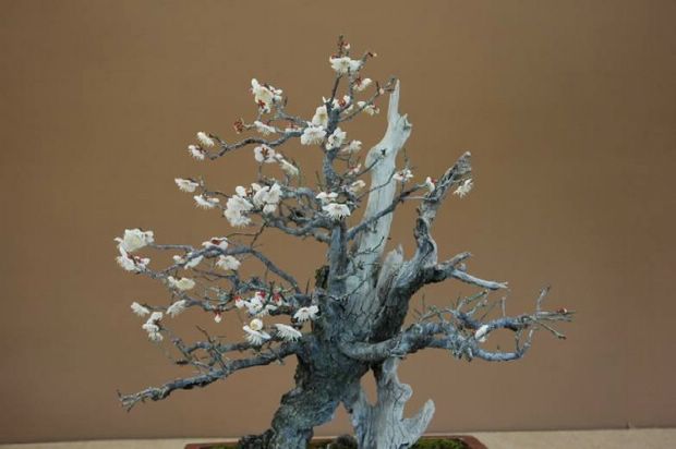 Nghệ Thuật Bonsai Nhật Bản: Sắc Xuân – Tuyệt Đẹp Sx59