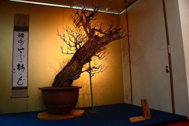 Nghệ Thuật Bonsai Nhật Bản: Sắc Xuân – Tuyệt Đẹp Sx6