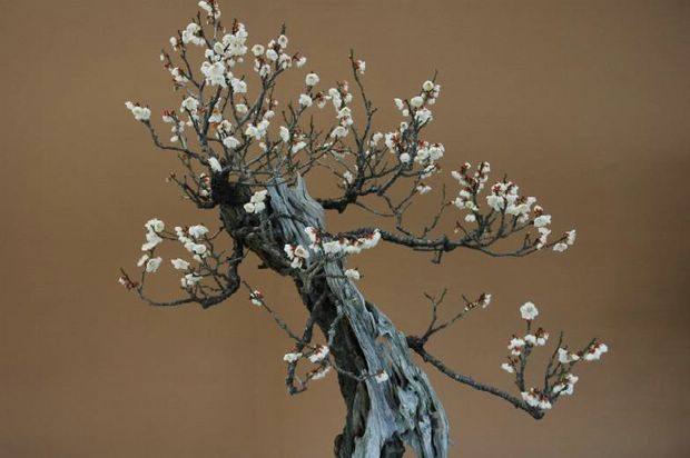 Nghệ Thuật Bonsai Nhật Bản: Sắc Xuân – Tuyệt Đẹp Sx60