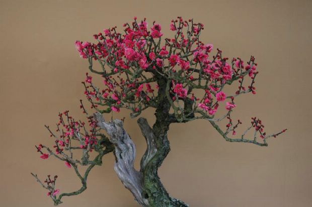 Nghệ Thuật Bonsai Nhật Bản: Sắc Xuân – Tuyệt Đẹp Sx61