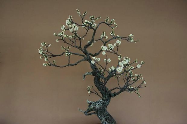 Nghệ Thuật Bonsai Nhật Bản: Sắc Xuân – Tuyệt Đẹp Sx62