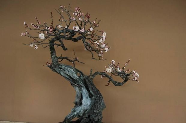 Nghệ Thuật Bonsai Nhật Bản: Sắc Xuân – Tuyệt Đẹp Sx63