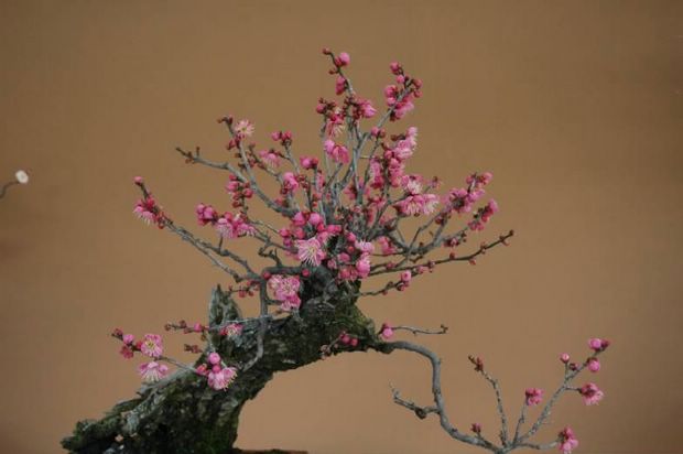 Nghệ Thuật Bonsai Nhật Bản: Sắc Xuân – Tuyệt Đẹp Sx64