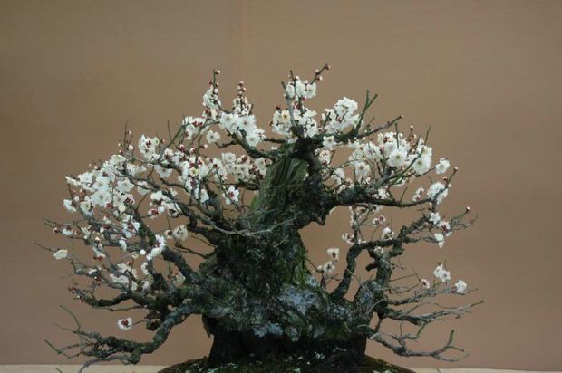 Nghệ Thuật Bonsai Nhật Bản: Sắc Xuân – Tuyệt Đẹp Sx65