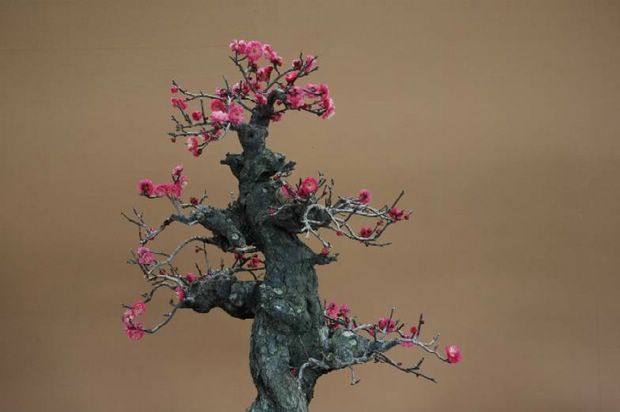 Nghệ Thuật Bonsai Nhật Bản: Sắc Xuân – Tuyệt Đẹp Sx66