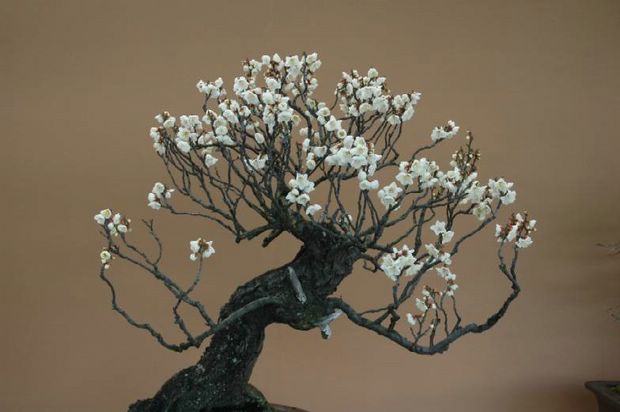 Nghệ Thuật Bonsai Nhật Bản: Sắc Xuân – Tuyệt Đẹp Sx67