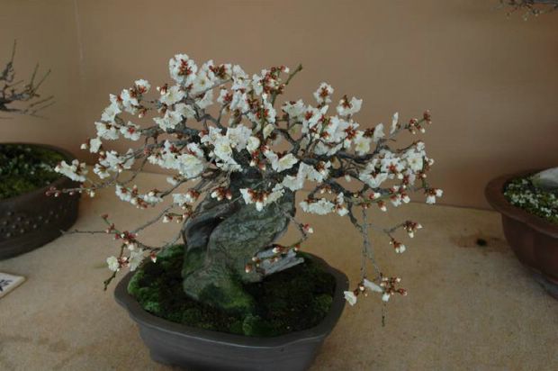 Nghệ Thuật Bonsai Nhật Bản: Sắc Xuân – Tuyệt Đẹp Sx68