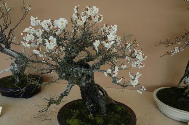 Nghệ Thuật Bonsai Nhật Bản: Sắc Xuân – Tuyệt Đẹp Sx69