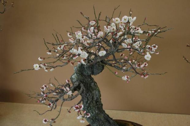 Nghệ Thuật Bonsai Nhật Bản: Sắc Xuân – Tuyệt Đẹp Sx70