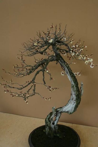 Nghệ Thuật Bonsai Nhật Bản: Sắc Xuân – Tuyệt Đẹp Sx71
