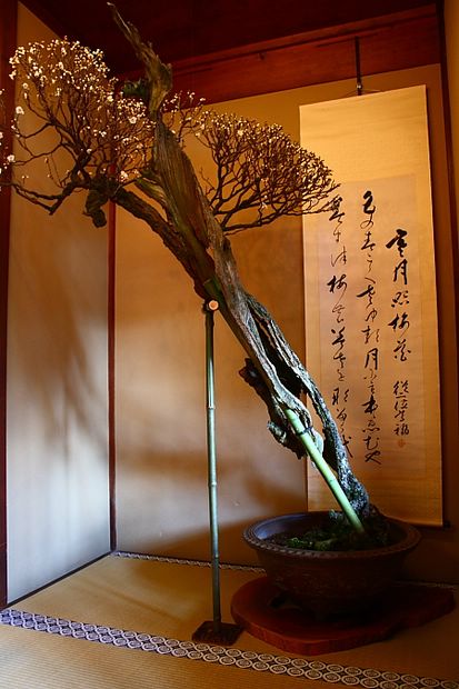 Nghệ Thuật Bonsai Nhật Bản: Sắc Xuân – Tuyệt Đẹp Sx72