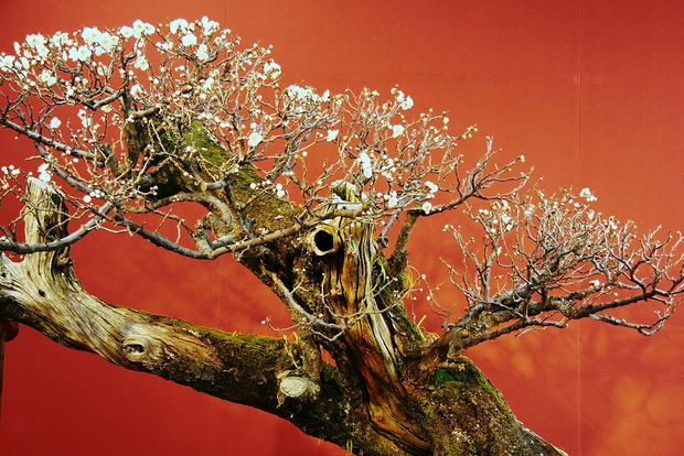 Nghệ Thuật Bonsai Nhật Bản: Sắc Xuân – Tuyệt Đẹp Sx74