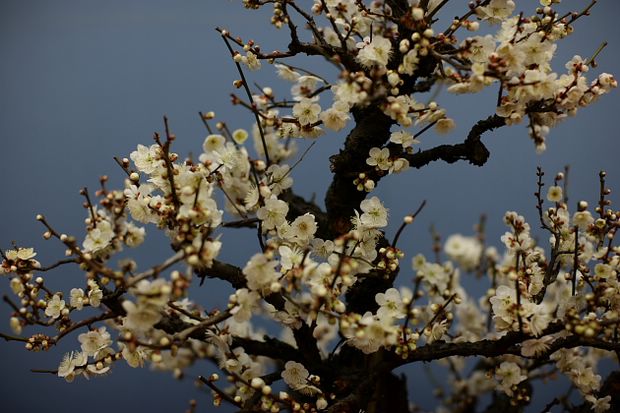Nghệ Thuật Bonsai Nhật Bản: Sắc Xuân – Tuyệt Đẹp Sx75