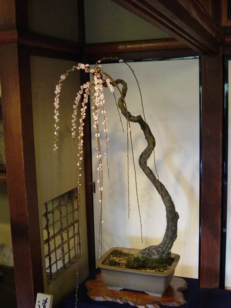 Nghệ Thuật Bonsai Nhật Bản: Sắc Xuân – Tuyệt Đẹp Sx76