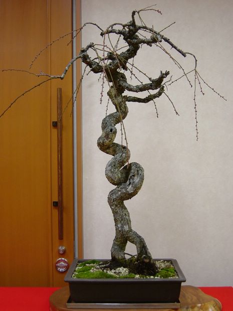 Nghệ Thuật Bonsai Nhật Bản: Sắc Xuân – Tuyệt Đẹp Sx77
