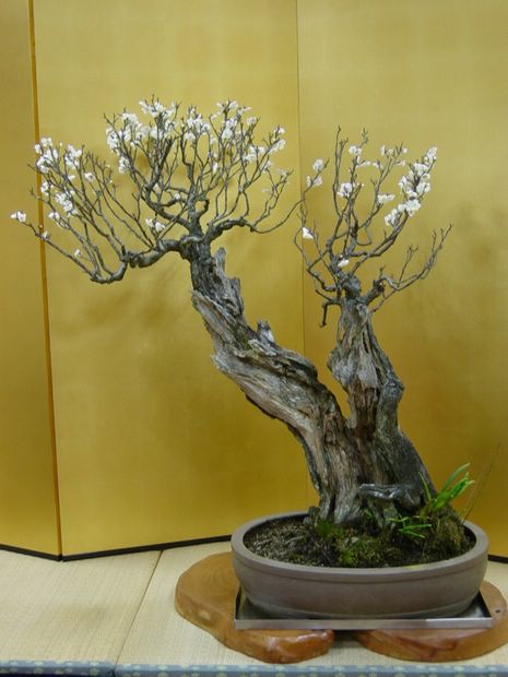 Nghệ Thuật Bonsai Nhật Bản: Sắc Xuân – Tuyệt Đẹp Sx78