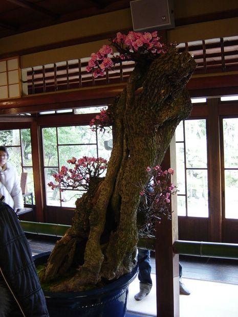 Nghệ Thuật Bonsai Nhật Bản: Sắc Xuân – Tuyệt Đẹp Sx79