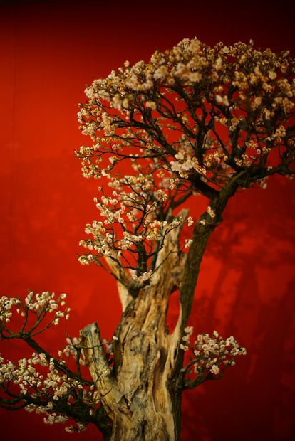 Nghệ Thuật Bonsai Nhật Bản: Sắc Xuân – Tuyệt Đẹp Sx8