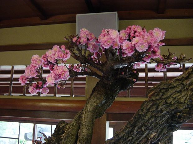Nghệ Thuật Bonsai Nhật Bản: Sắc Xuân – Tuyệt Đẹp Sx80