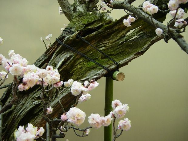 Nghệ Thuật Bonsai Nhật Bản: Sắc Xuân – Tuyệt Đẹp Sx81