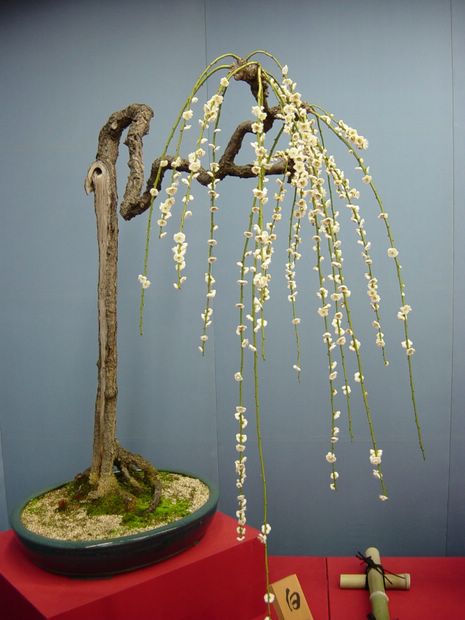 Nghệ Thuật Bonsai Nhật Bản: Sắc Xuân – Tuyệt Đẹp Sx82